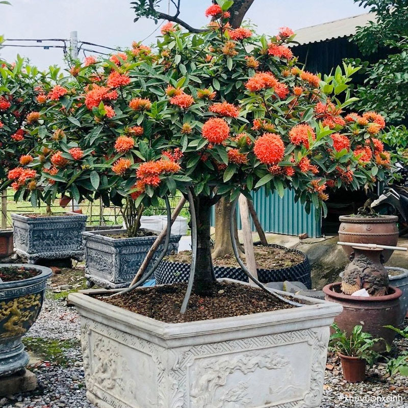 cây mẫu đơn 