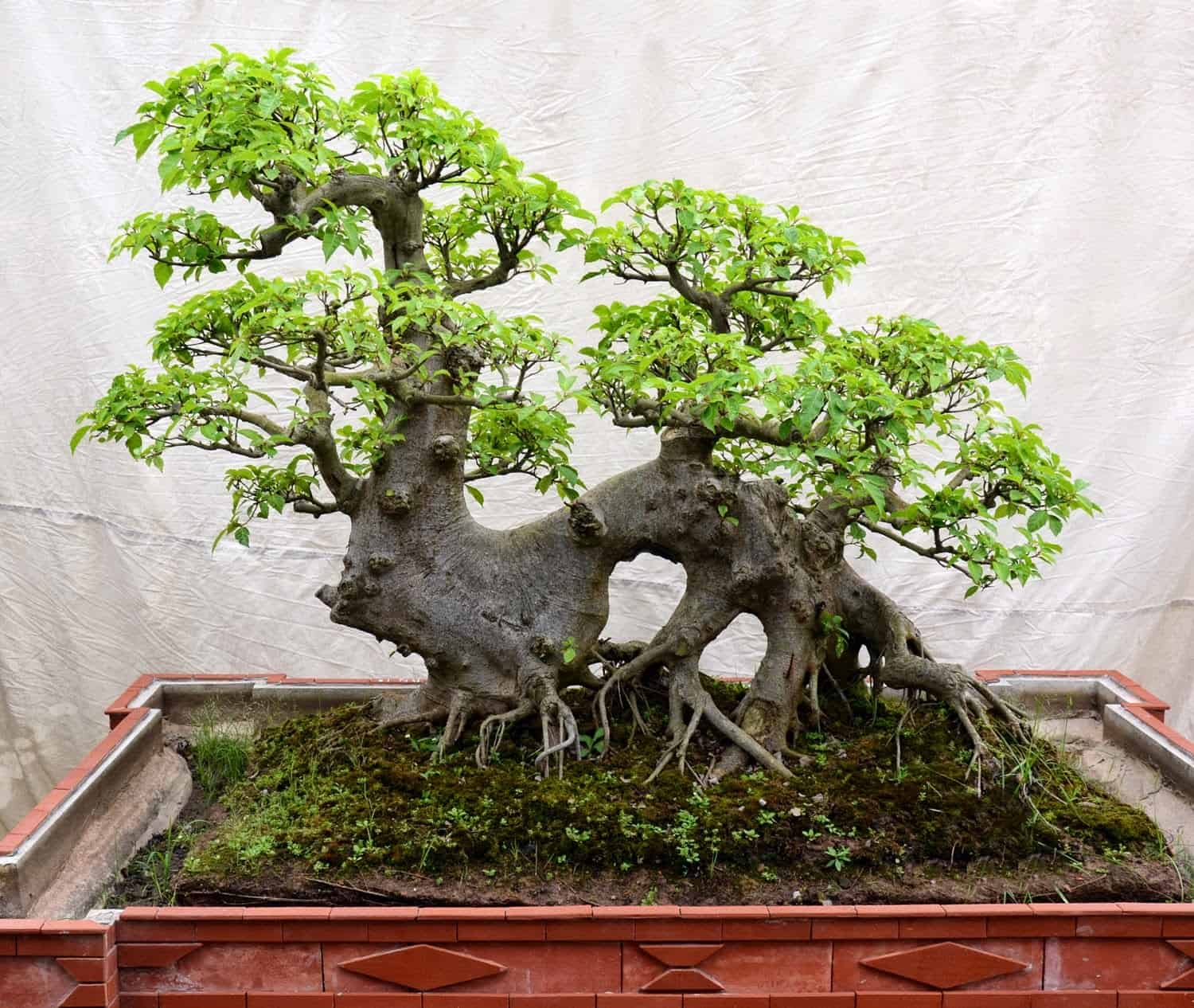 cây sung 