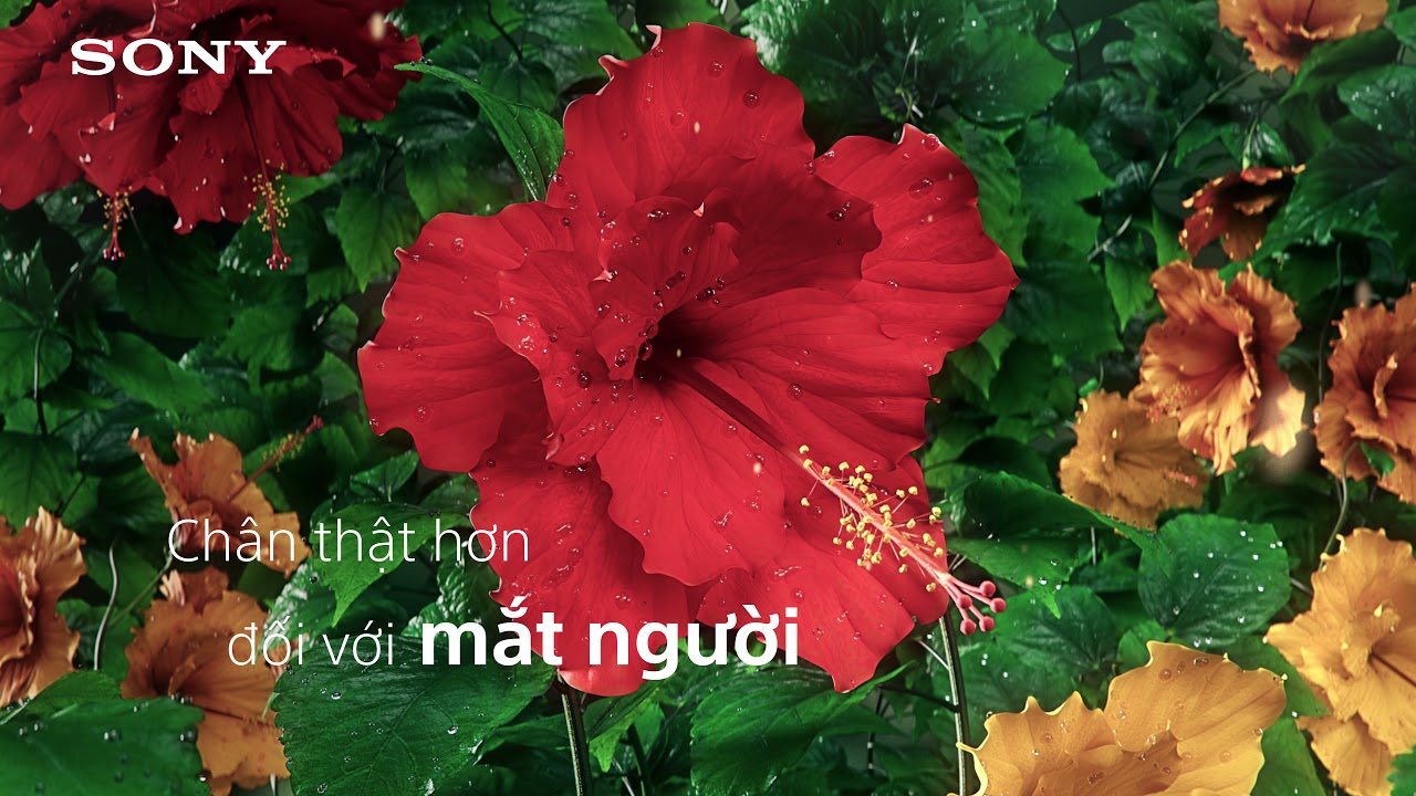 9 công nghệ hình ảnh trên tivi Sony
