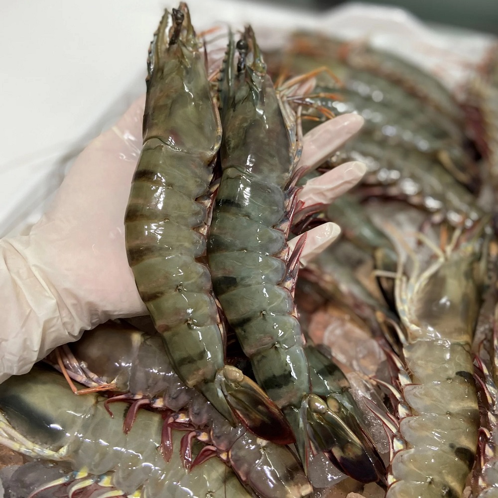 Tôm Sú Biển Xuất Khẩu: Hàng Cao Cấp, Thịt Chắc