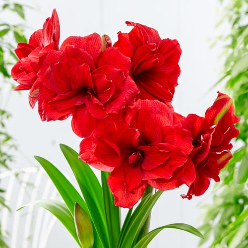 Củ hoa loa kèn | lan huệ cánh kép