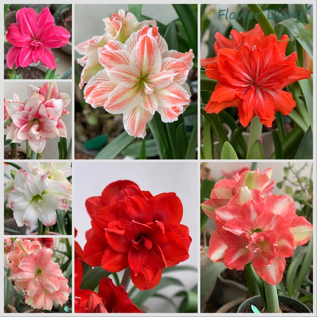 Củ giống hoa loa kèn | lan huệ cánh kép (củ con)