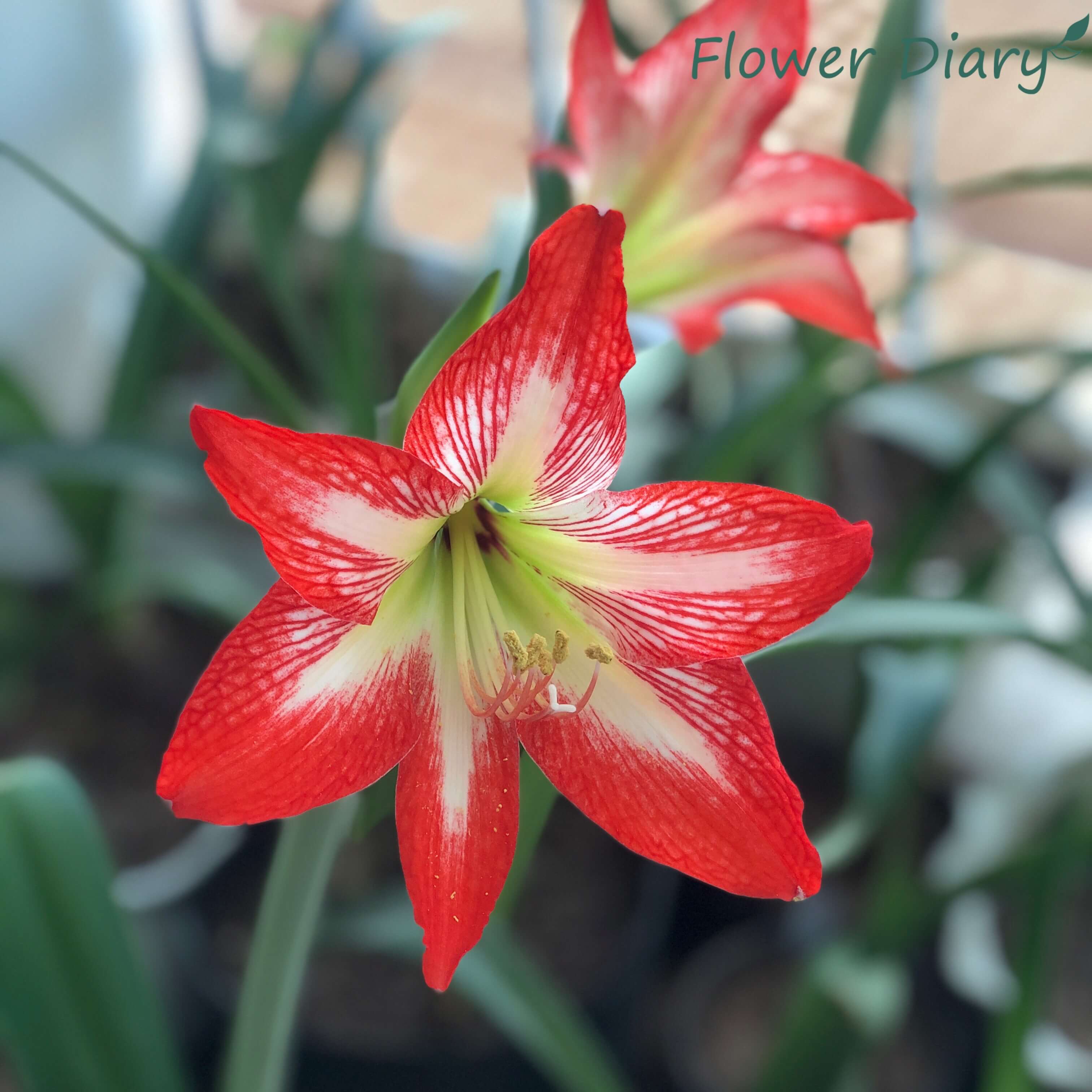 Củ hoa loa kèn | lan huệ | huệ tây