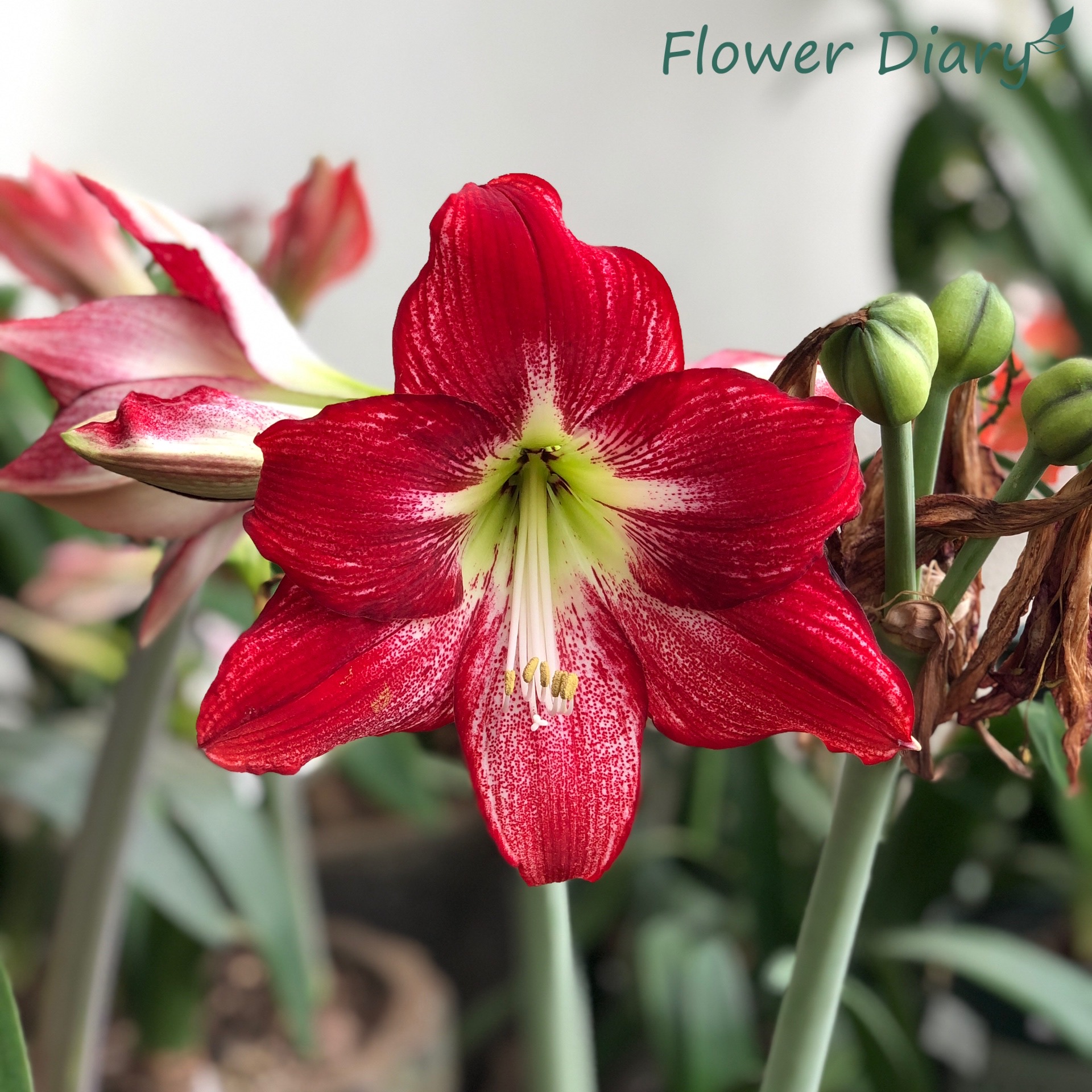 Củ hoa loa kèn | lan huệ cánh đơn