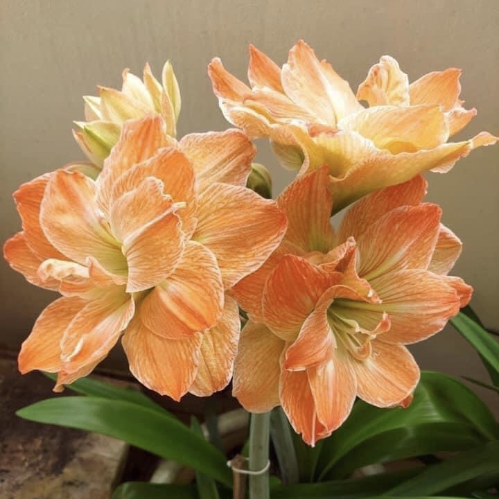 Củ hoa loa kèn | lan huệ cánh kép