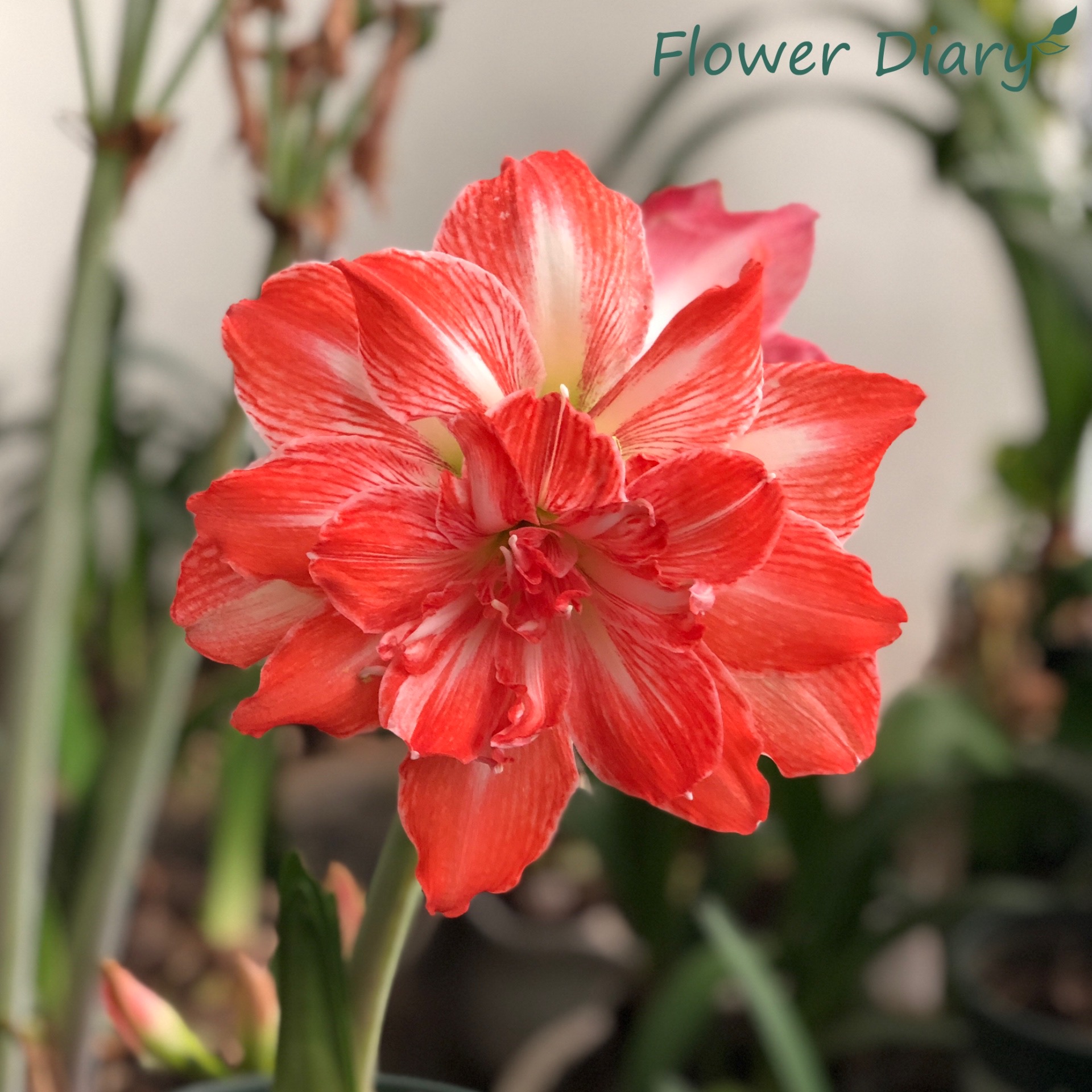 Củ hoa loa kèn | lan huệ cánh kép