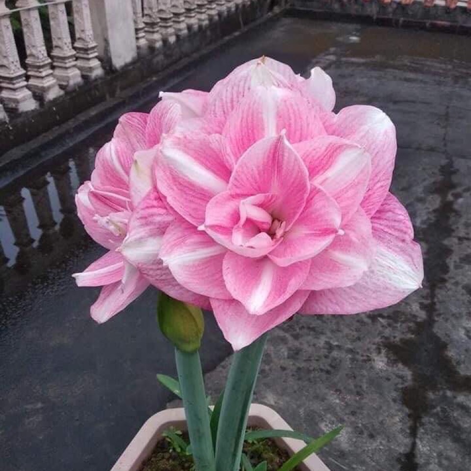 Củ hoa loa kèn | lan huệ cánh kép