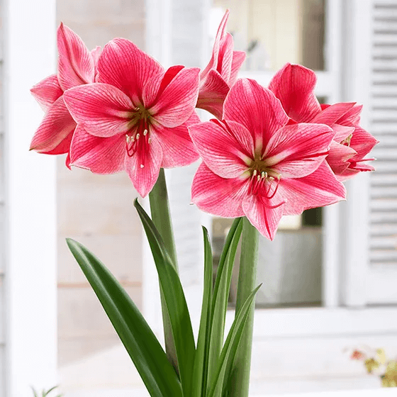 Củ hoa loa kèn | lan huệ cánh đơn