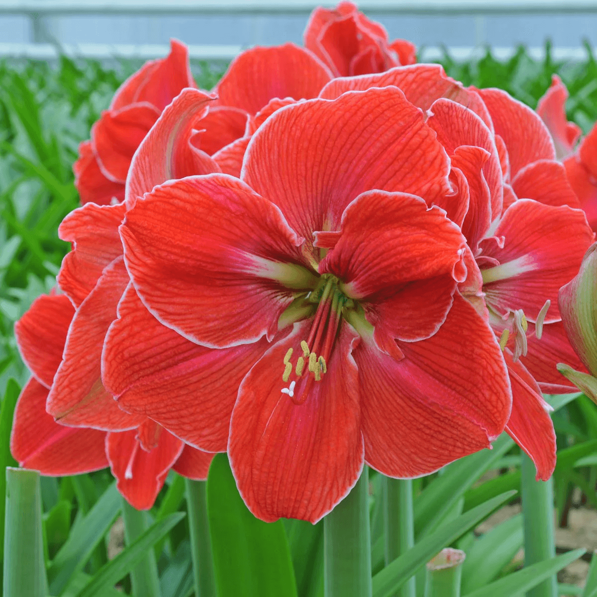 Củ hoa loa kèn | lan huệ cánh đơn