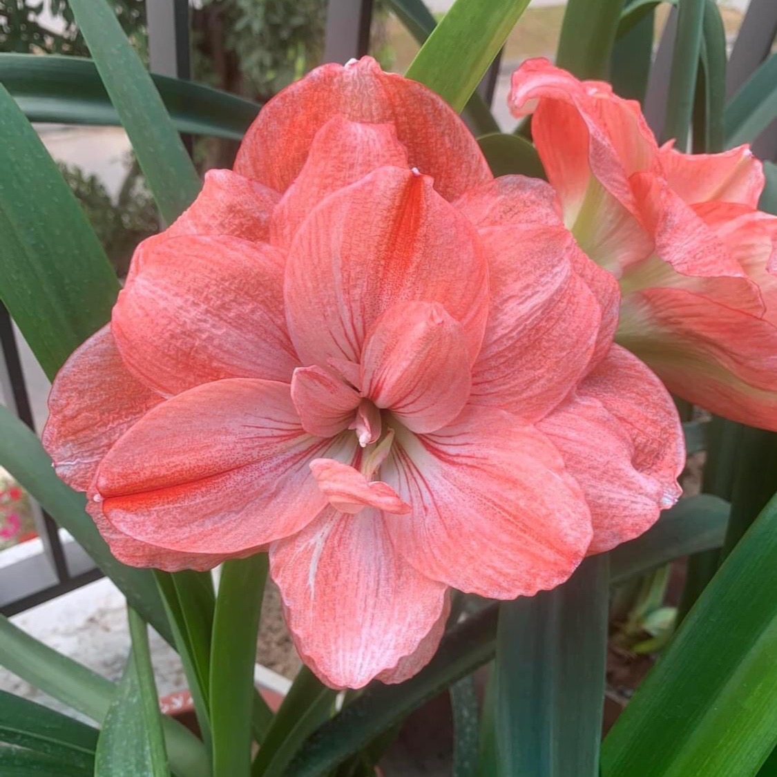 Củ hoa loa kèn | lan huệ cánh kép