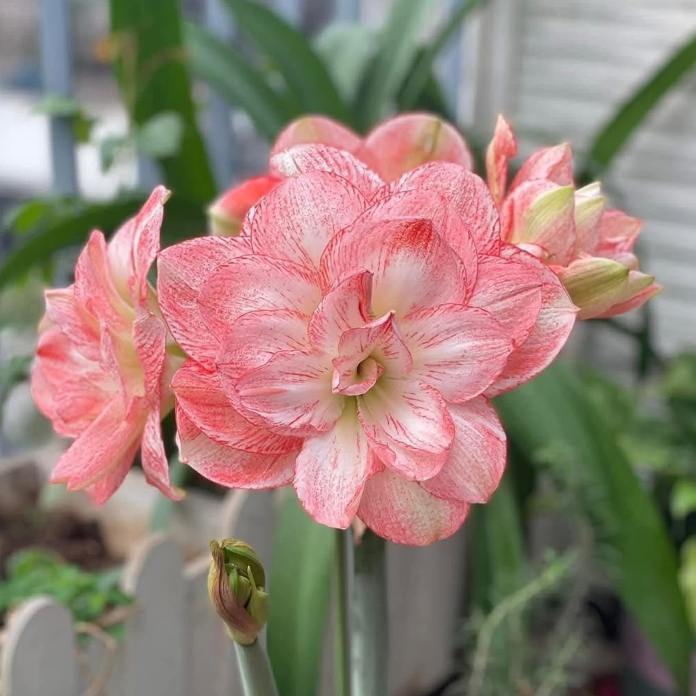 Củ giống hoa loa kèn | lan huệ cánh kép (củ con)