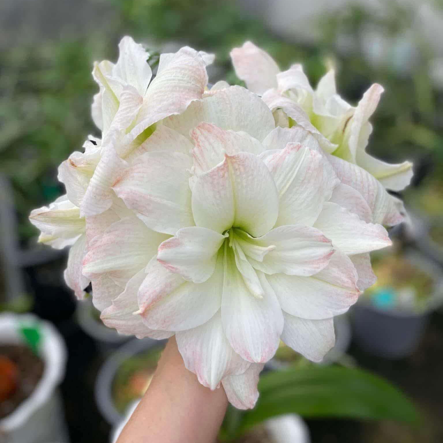 Củ giống hoa loa kèn | lan huệ cánh kép (củ con)