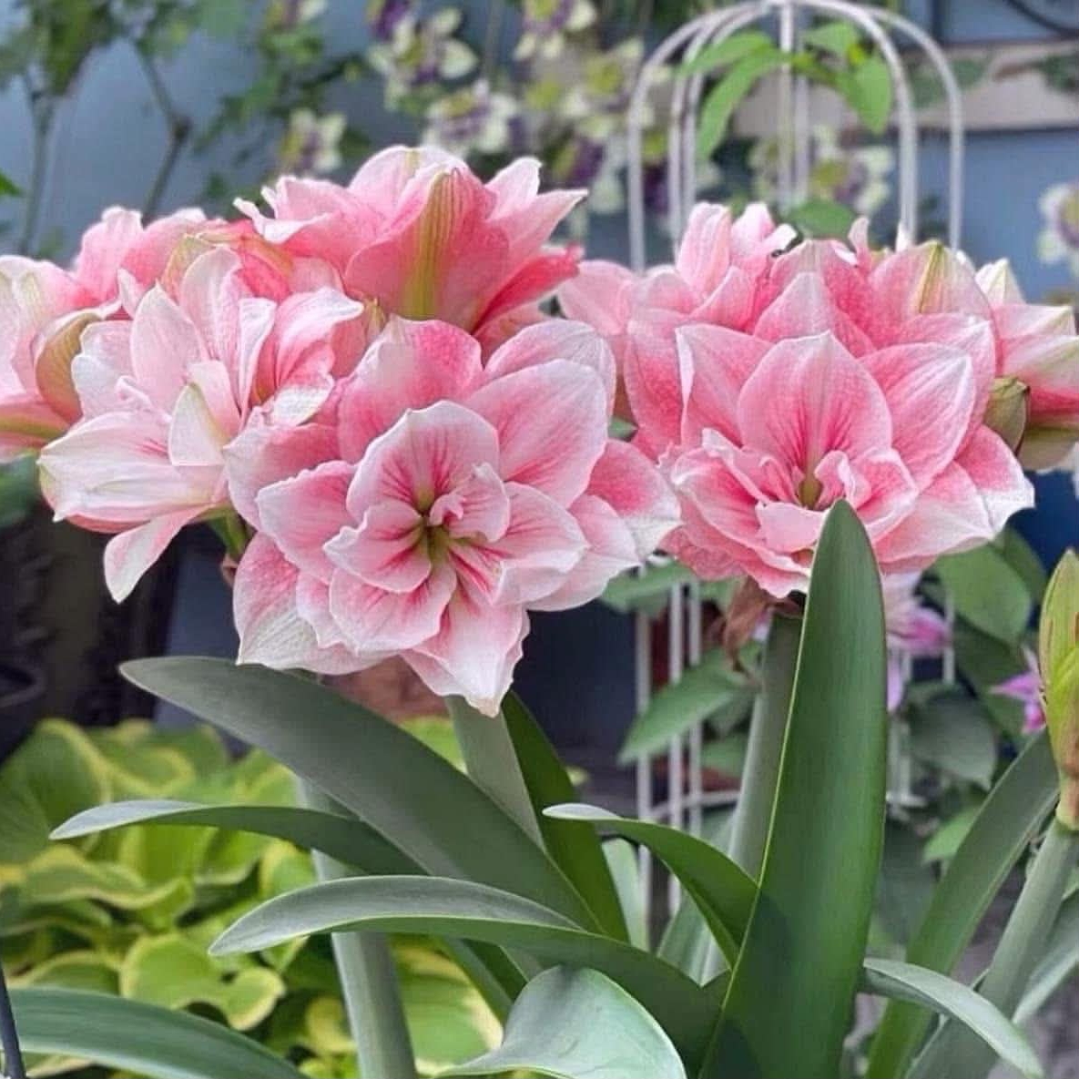 Củ giống hoa loa kèn | lan huệ cánh kép (củ con)