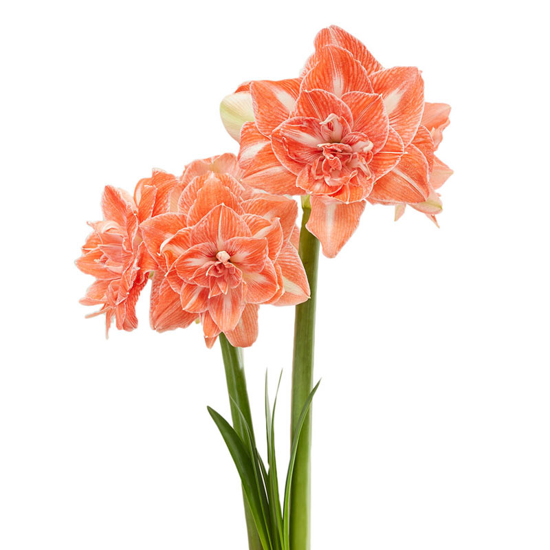 Củ hoa loa kèn | lan huệ cánh đơn