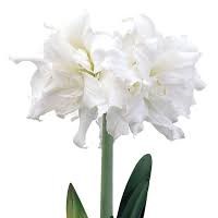 Củ hoa loa kèn | lan huệ cánh kép