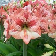 Củ hoa loa kèn | lan huệ cánh đơn