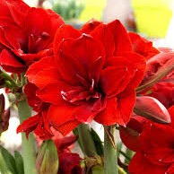 Củ giống hoa loa kèn | lan huệ cánh kép (củ con)