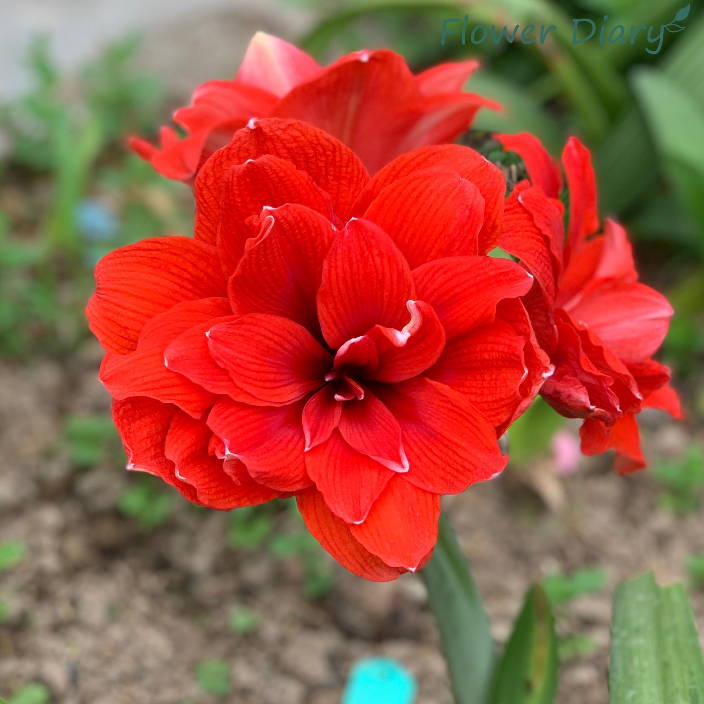 Củ giống hoa loa kèn | lan huệ cánh kép (củ con)