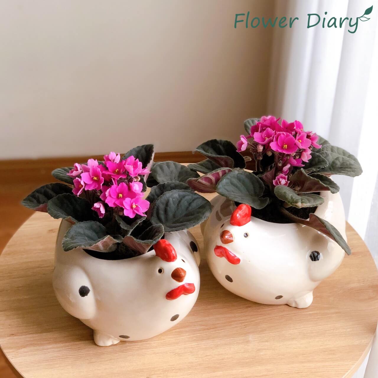 Chậu trồng cây hình gà mái