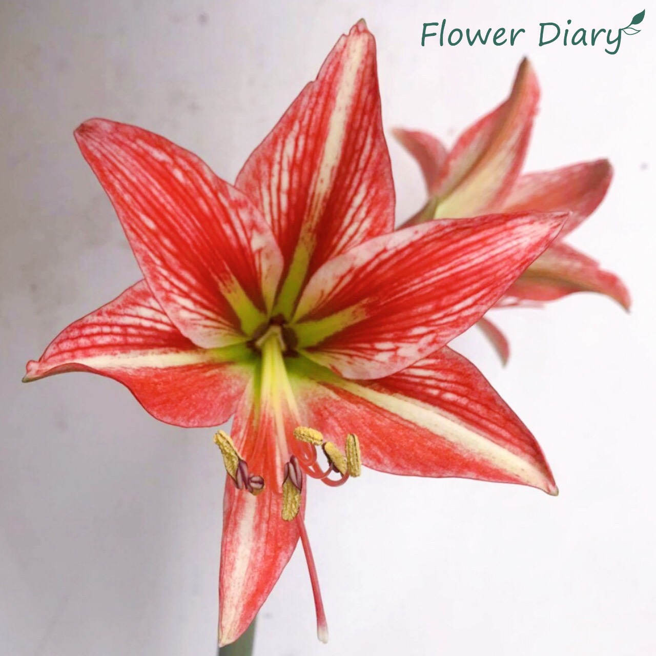 Củ hoa loa kèn | lan huệ | huệ tây