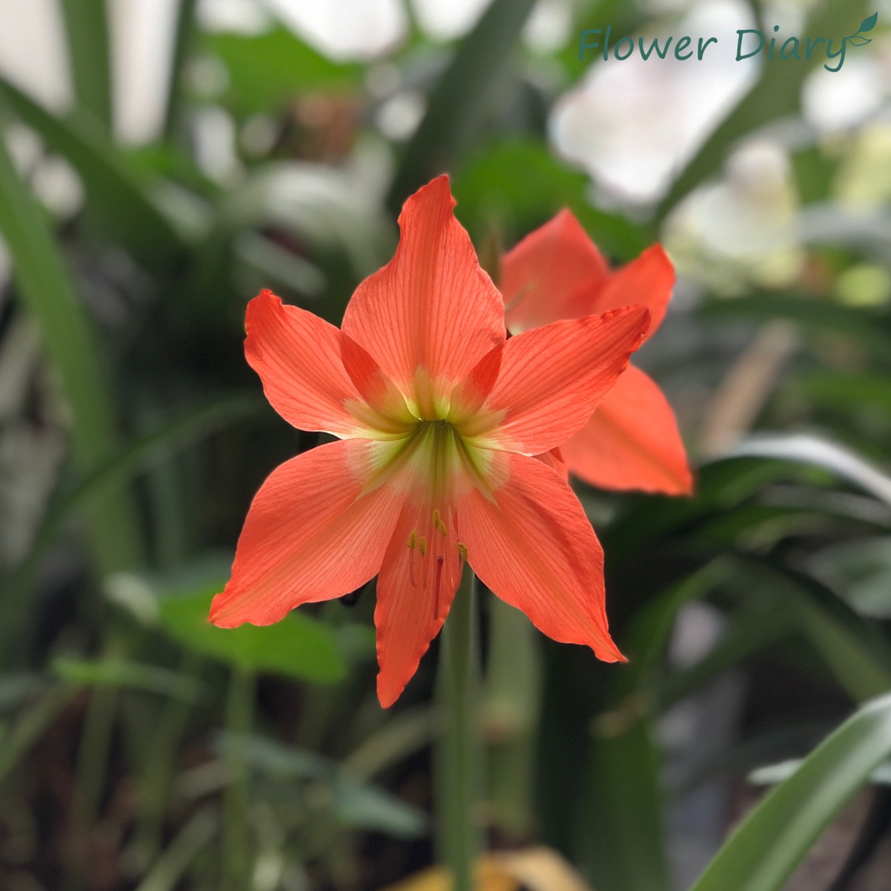 Củ hoa loa kèn | lan huệ | huệ tây