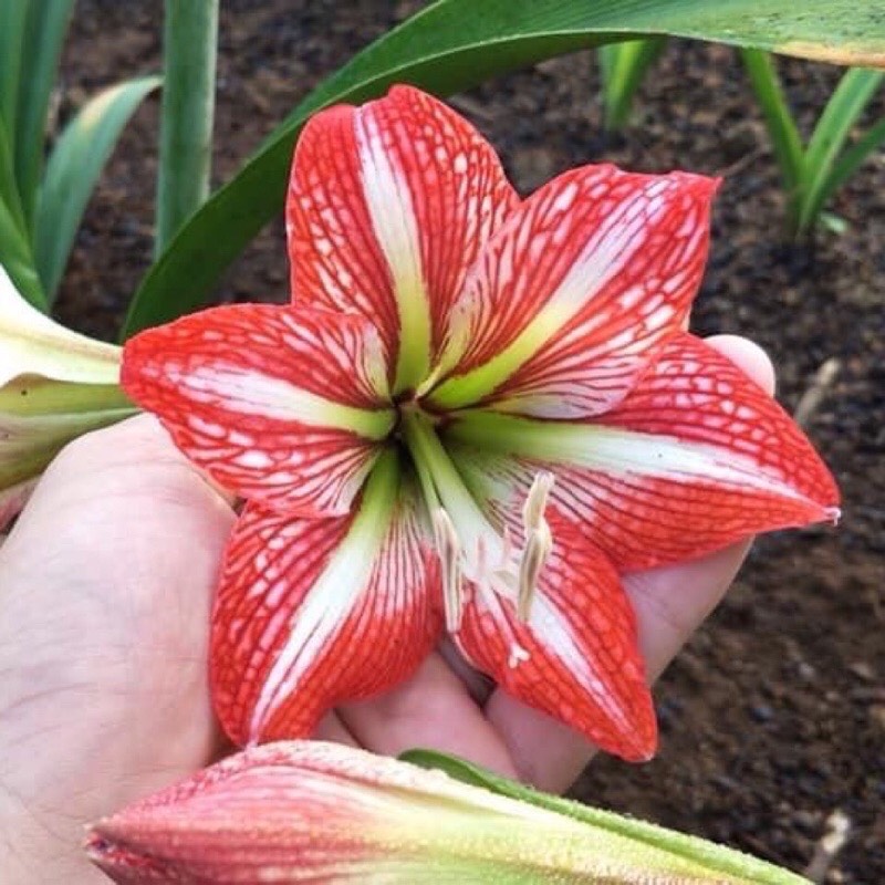 Củ hoa loa kèn | lan huệ | huệ tây