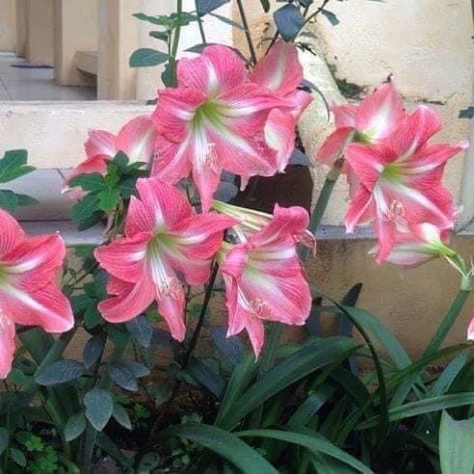 Củ hoa loa kèn | lan huệ | huệ tây