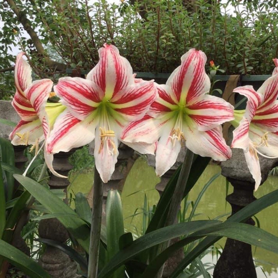 Củ hoa loa kèn | lan huệ | huệ tây