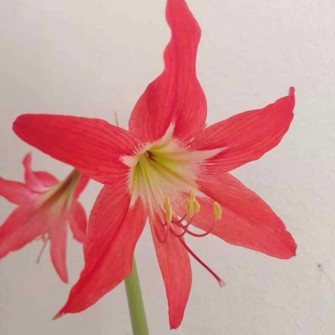 Củ hoa loa kèn | lan huệ | huệ tây