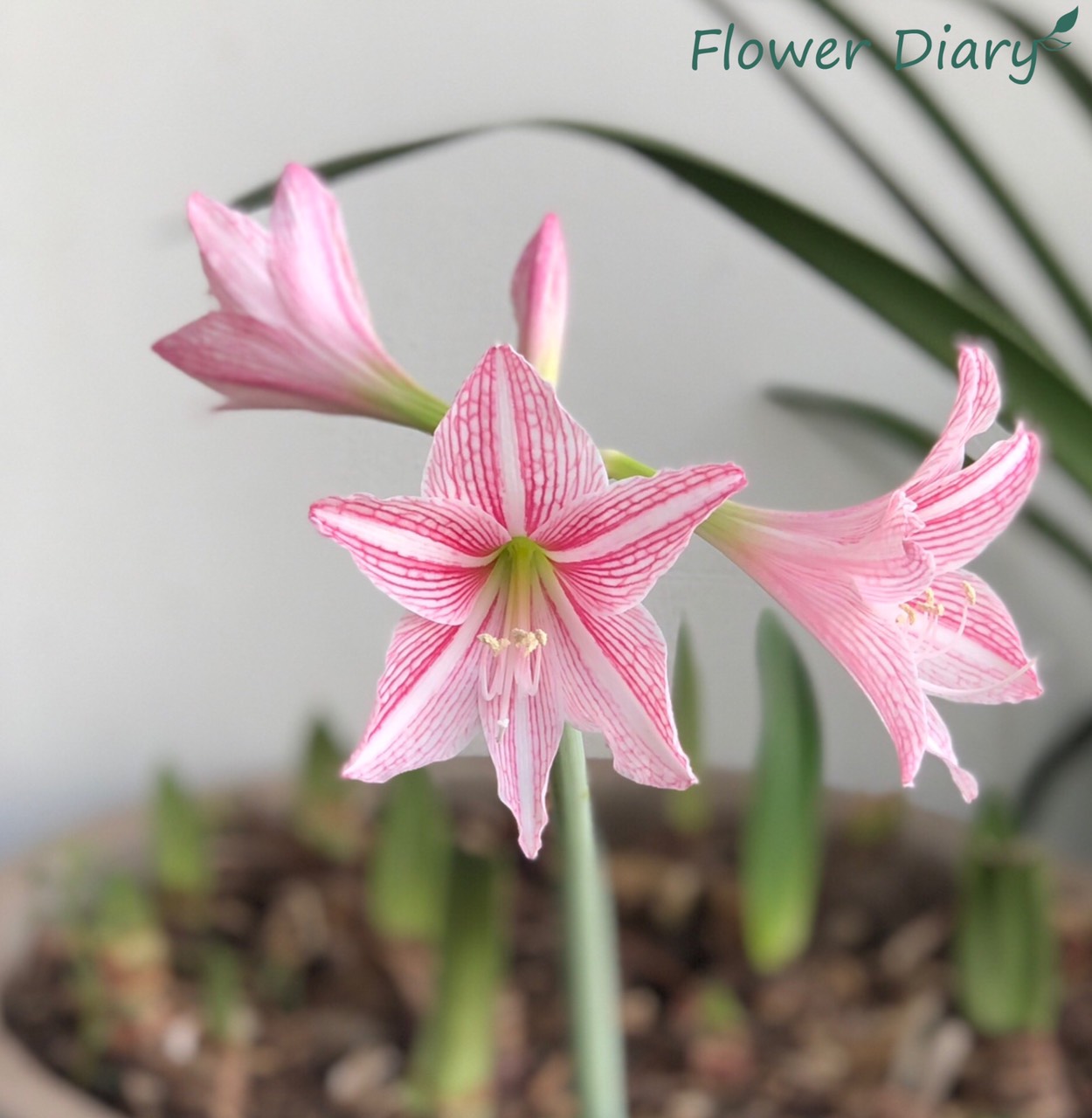 Củ hoa loa kèn | lan huệ | huệ tây