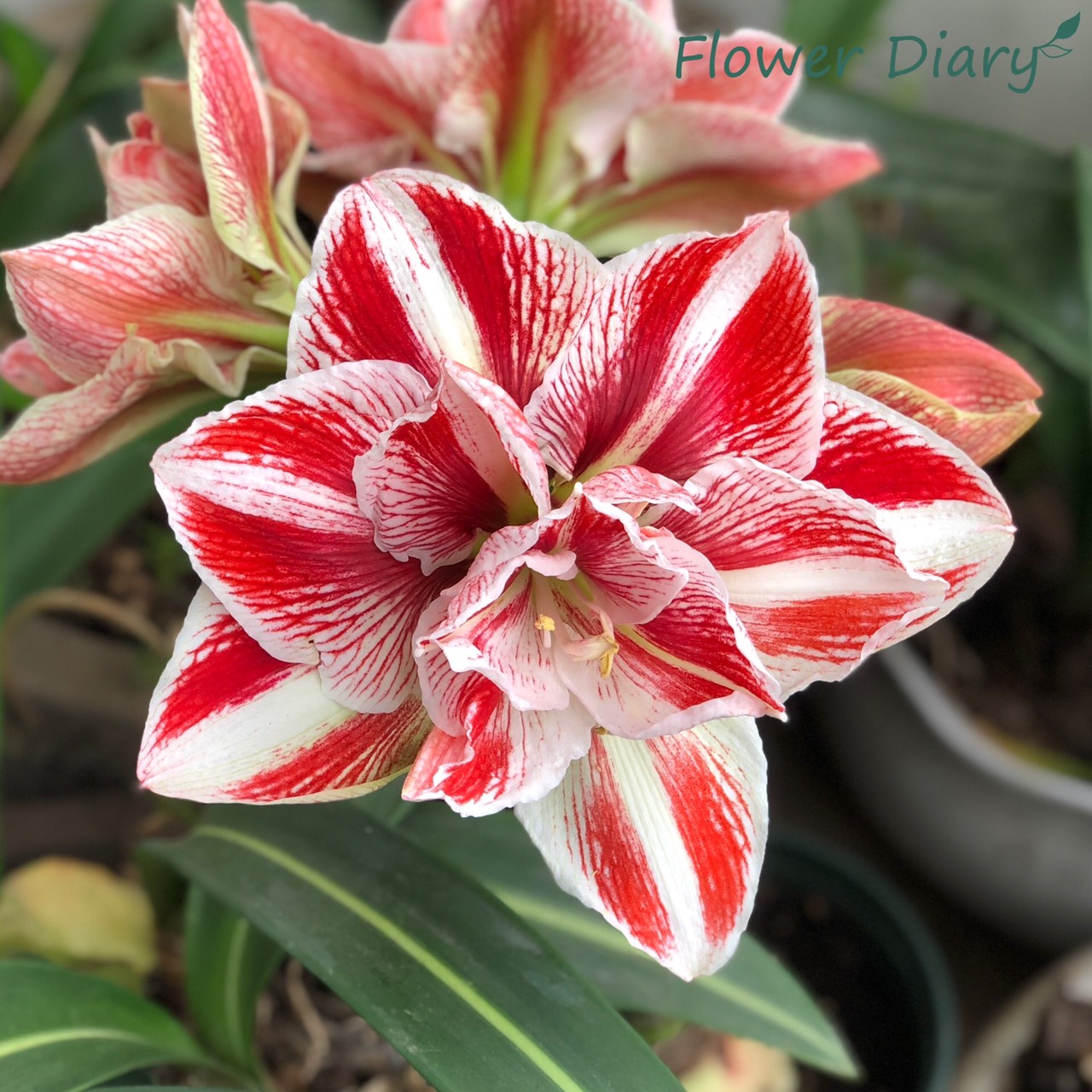 Củ hoa loa kèn | lan huệ cánh kép