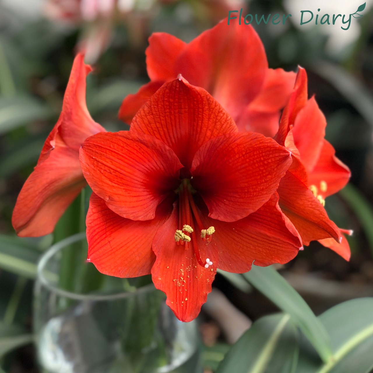 Củ hoa loa kèn | lan huệ cánh đơn