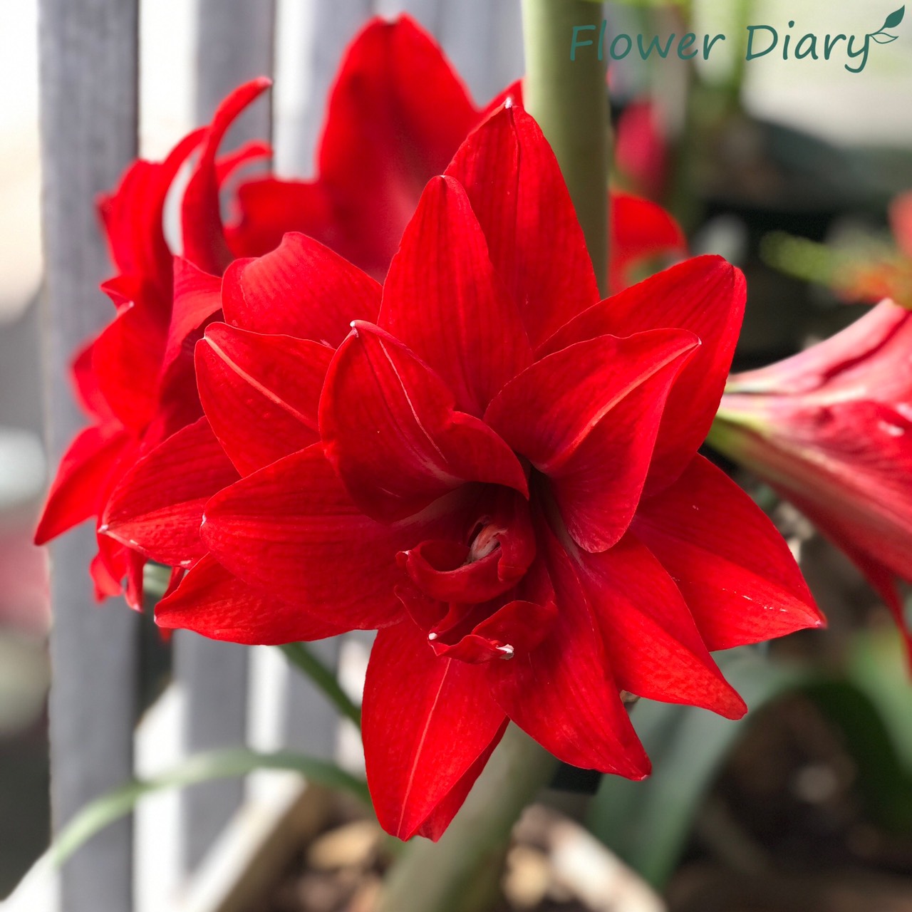 Củ hoa loa kèn | lan huệ cánh kép