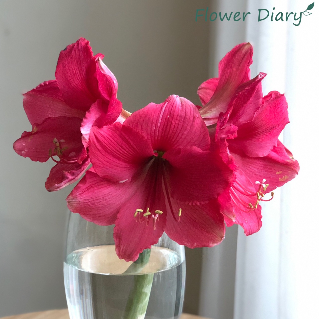 Củ hoa loa kèn | lan huệ cánh đơn