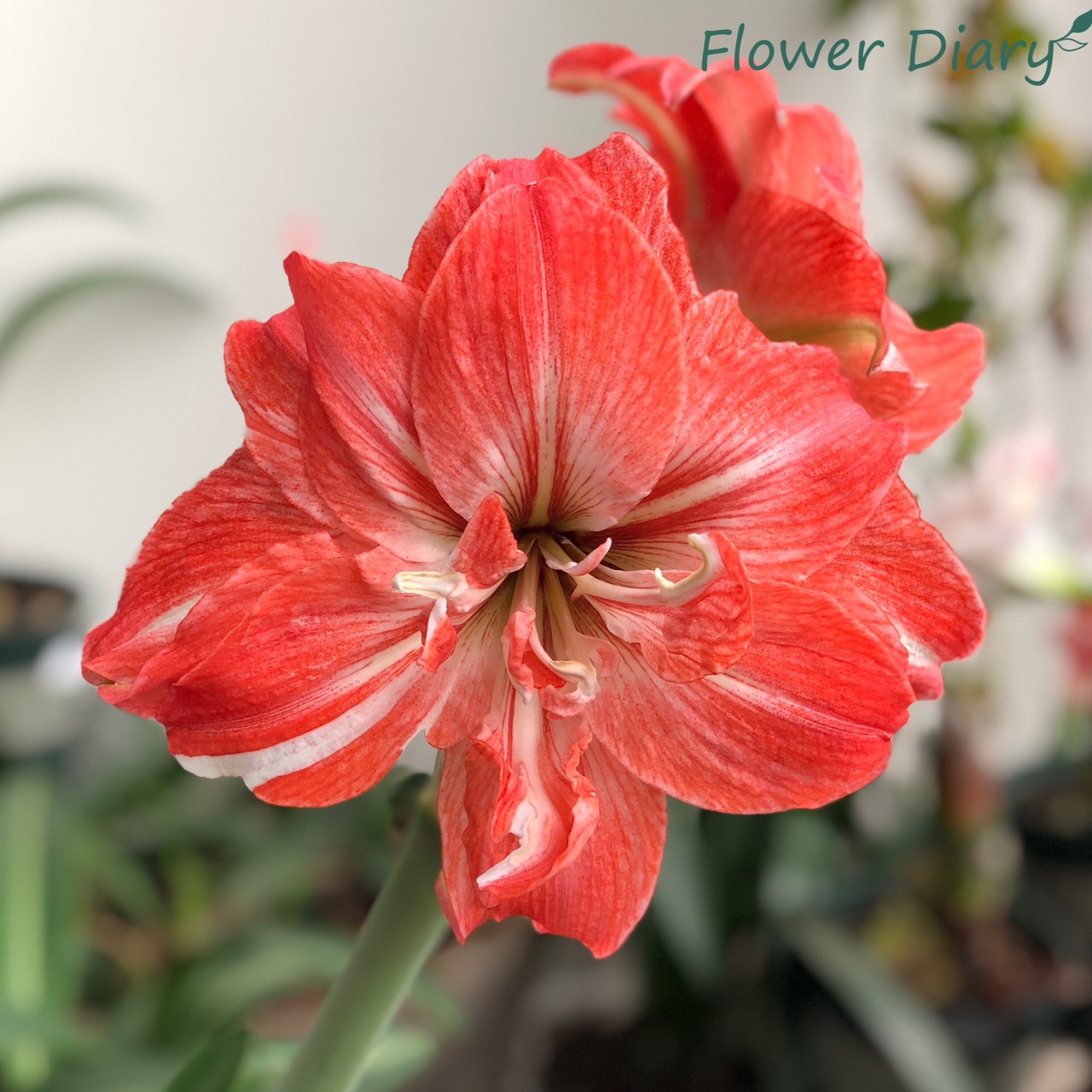 Củ hoa loa kèn | lan huệ cánh kép