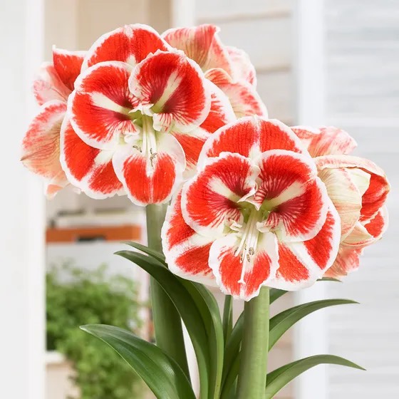 Củ hoa loa kèn | lan huệ cánh đơn