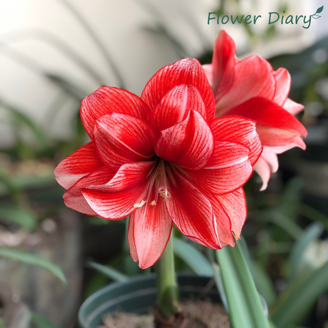 Củ hoa loa kèn | lan huệ cánh kép