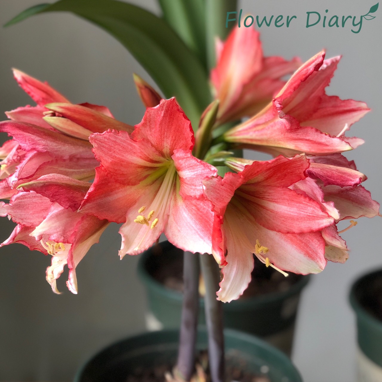 Củ hoa loa kèn | lan huệ cánh đơn