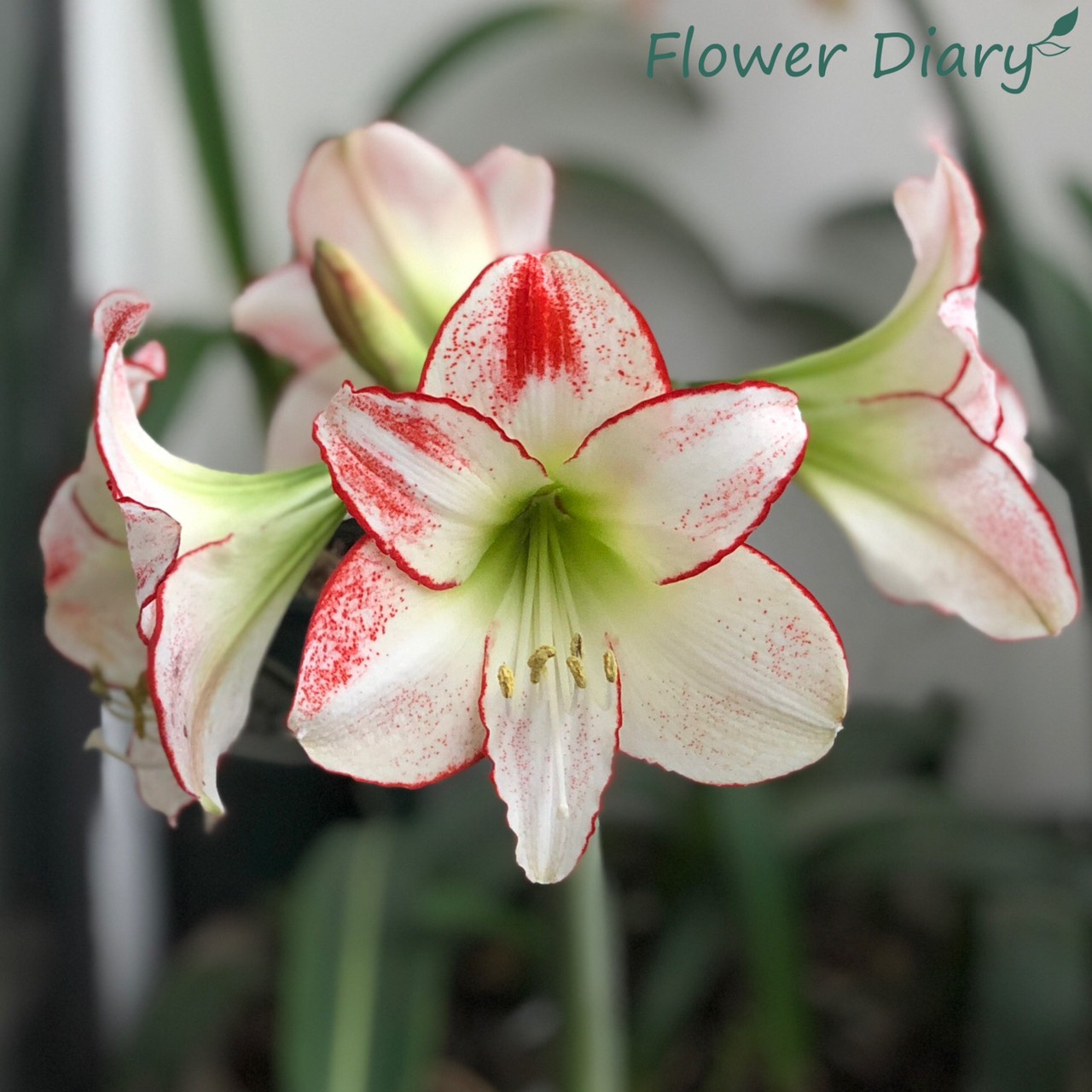 Củ hoa loa kèn | lan huệ cánh đơn