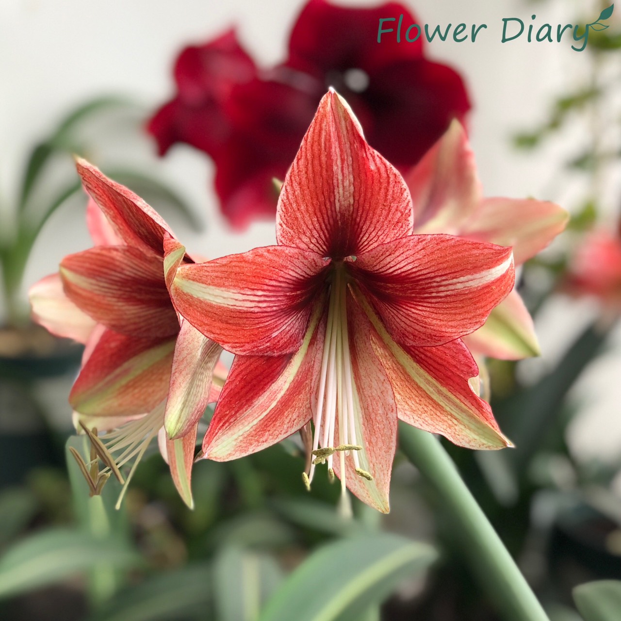 Củ hoa loa kèn | lan huệ cánh đơn