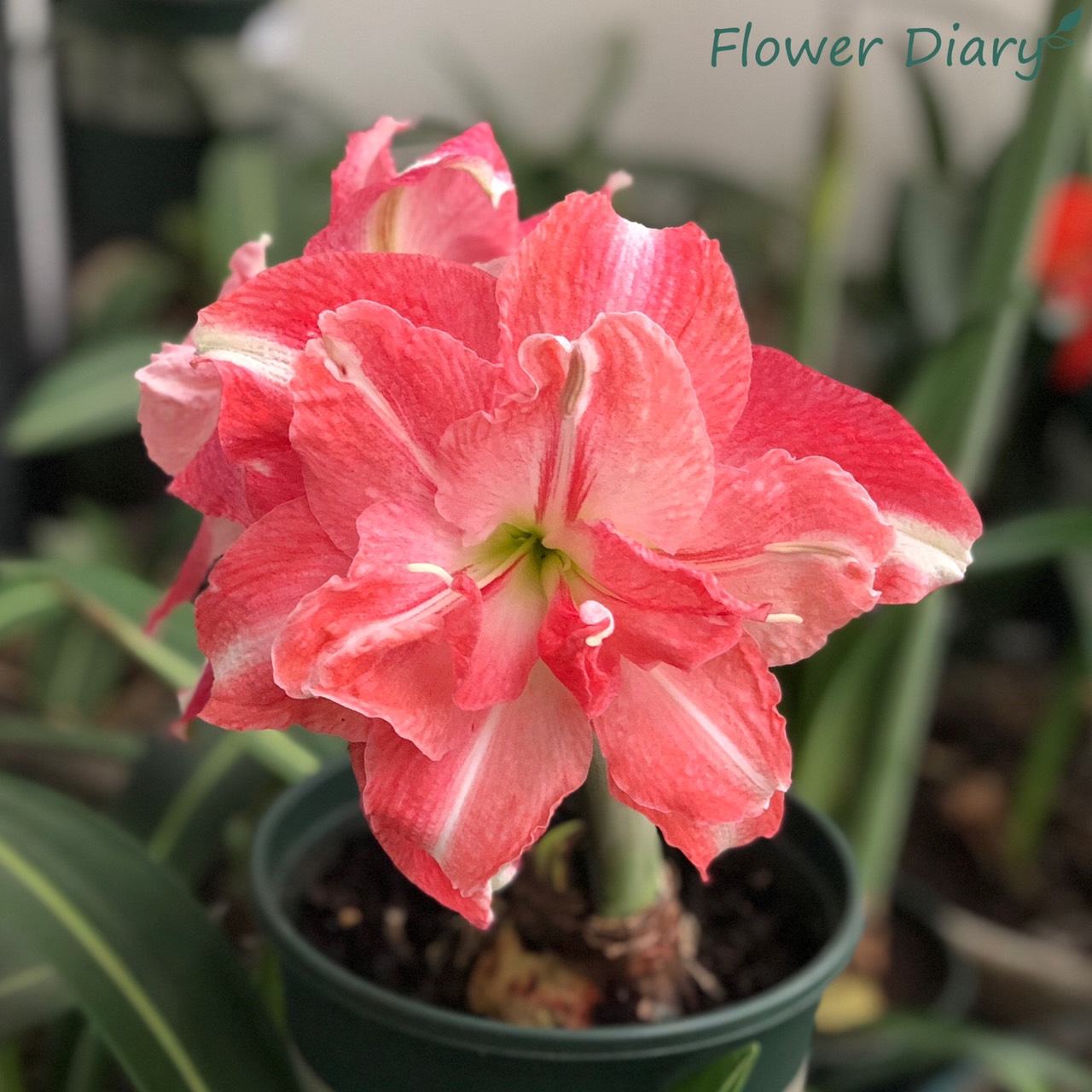 Củ hoa loa kèn | lan huệ cánh kép