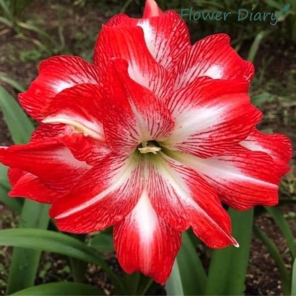 Củ hoa loa kèn | lan huệ cánh kép