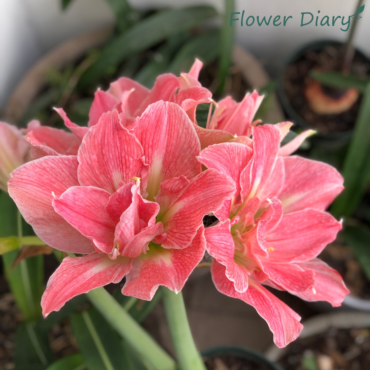 Củ hoa loa kèn | lan huệ cánh kép