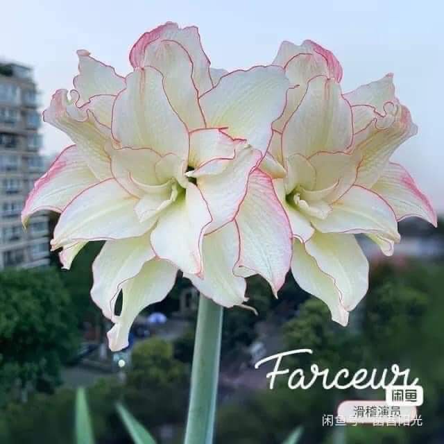 Củ hoa loa kèn | lan huệ cánh kép