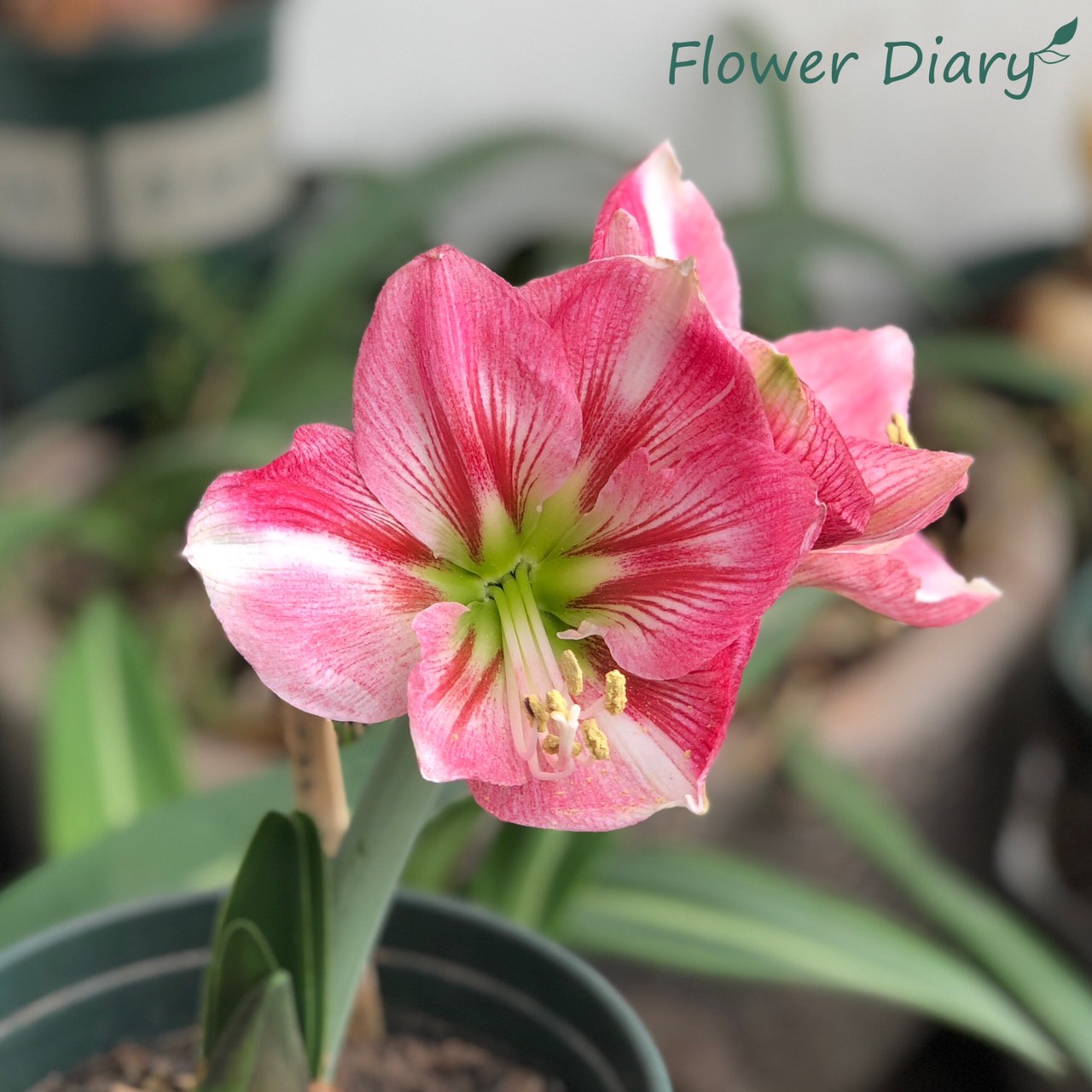 Củ hoa loa kèn | lan huệ cánh đơn