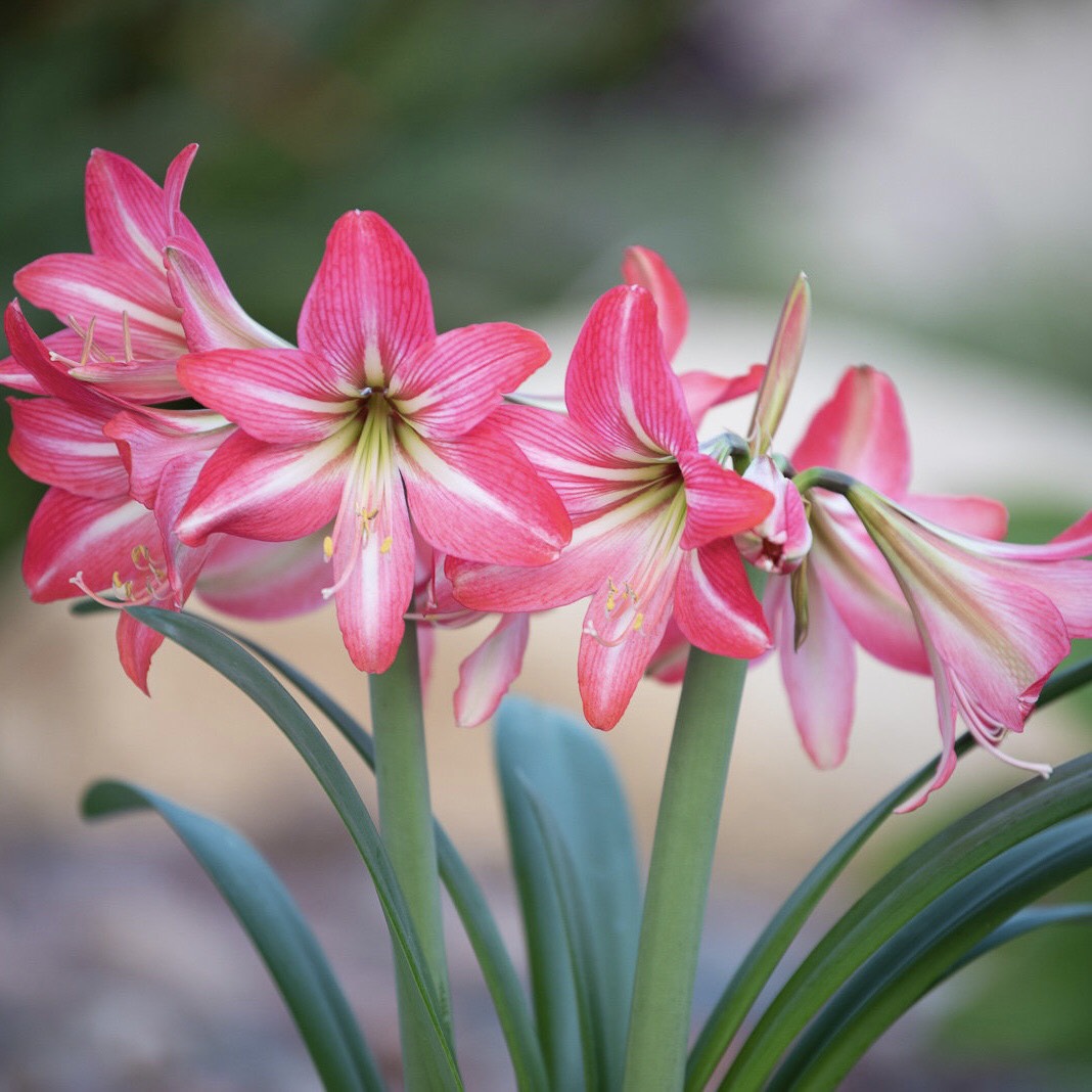 Củ hoa loa kèn | lan huệ cánh đơn