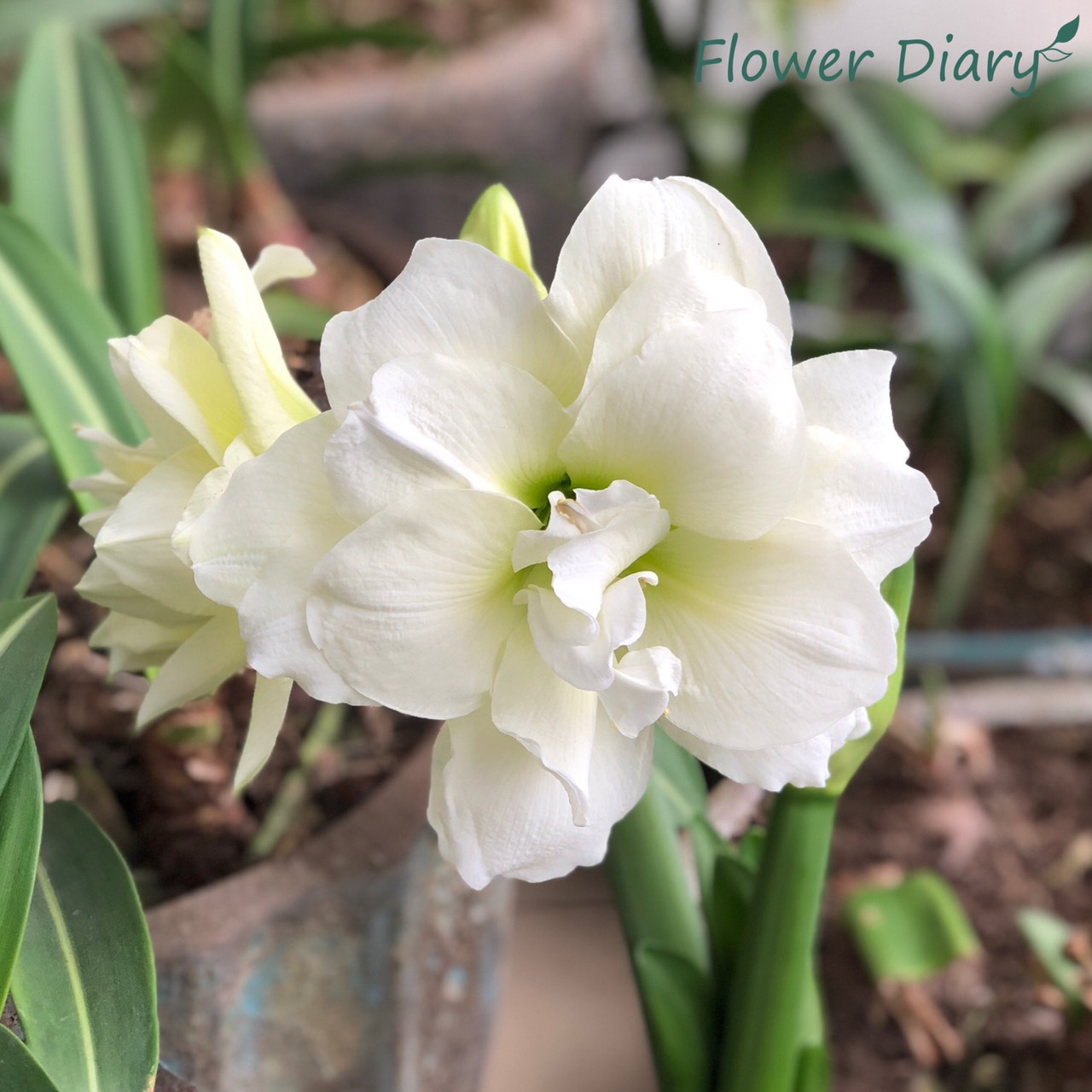 Củ hoa loa kèn | lan huệ cánh kép