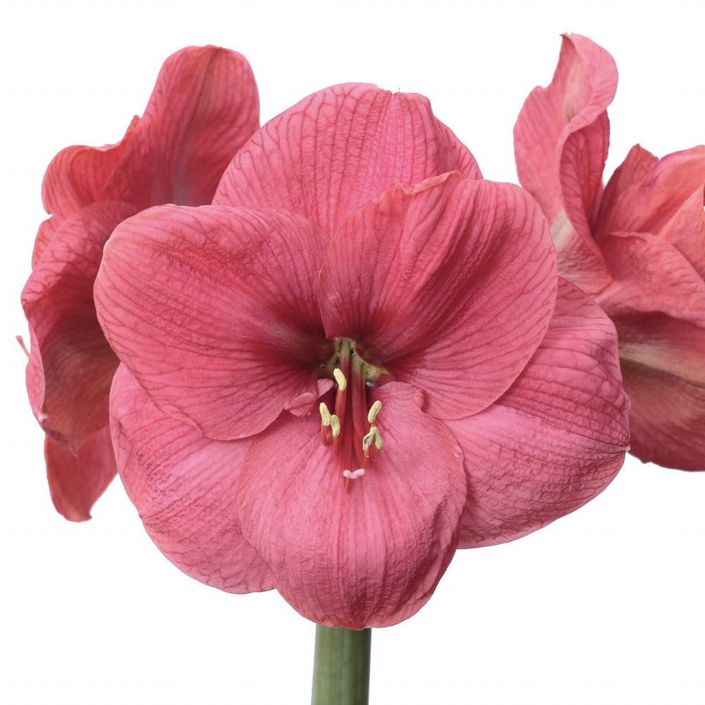 Củ hoa loa kèn | lan huệ cánh đơn