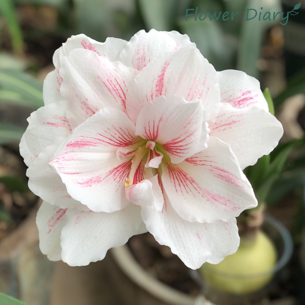 Củ hoa loa kèn | lan huệ cánh kép