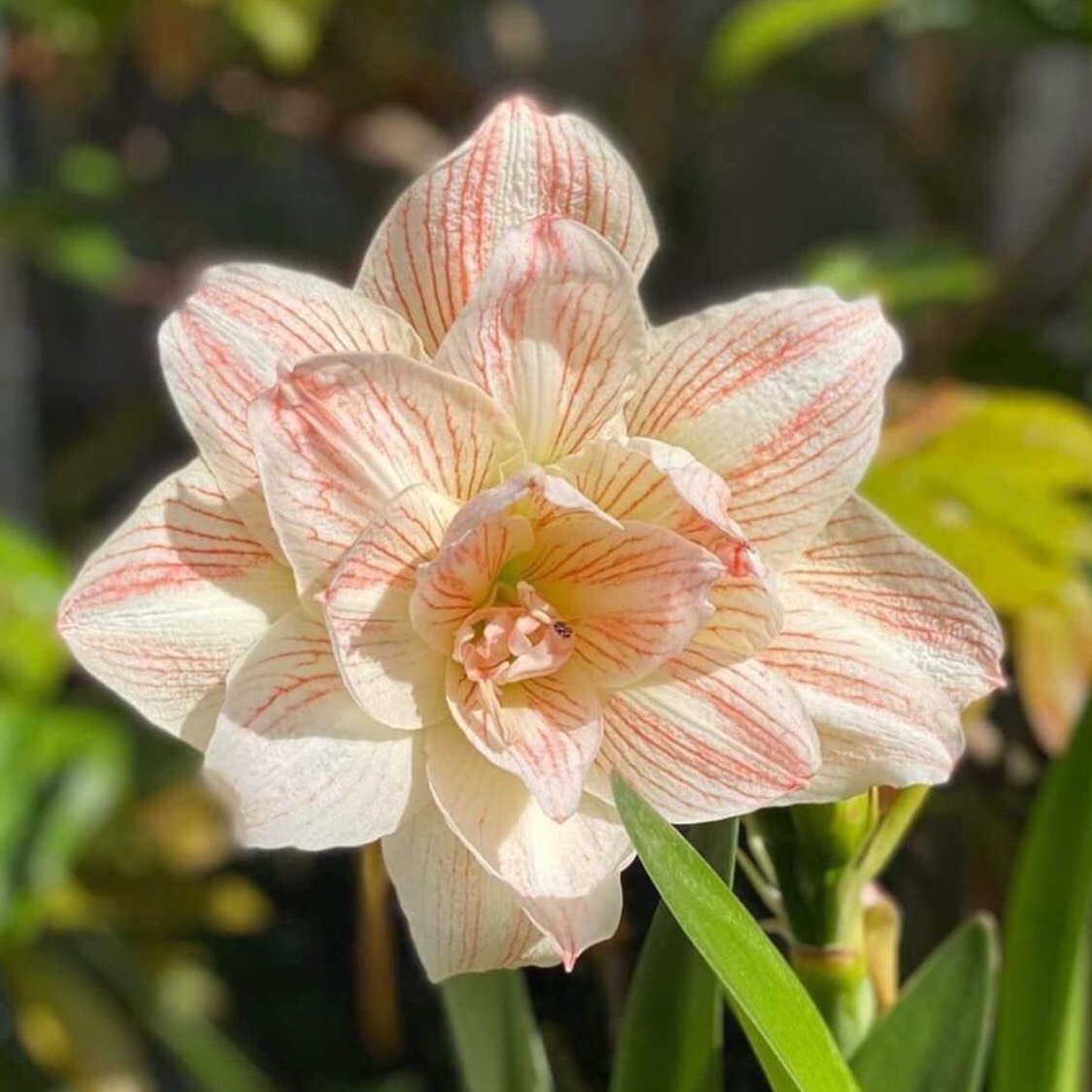 Củ hoa loa kèn | lan huệ cánh kép